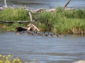 2011 0701 IMG_1172 geese