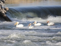 2012 0514 IMG_4980 Pelicans - Copy