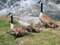 2012 0519 IMG_5008 Baby geese